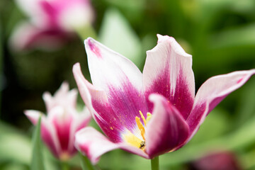 Fototapeta na wymiar Pink tulips flowers in the garden
