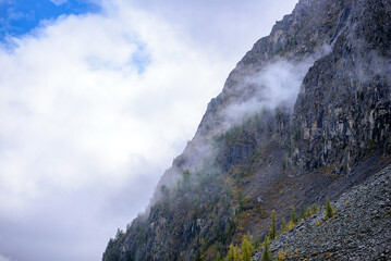 White fog with snow and clouds walks on stone mountains with spruce trees on steep cliffs after rain in Altai in autumn.