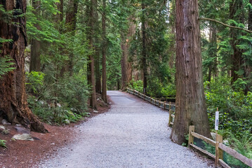 Footpath in Canadian forest