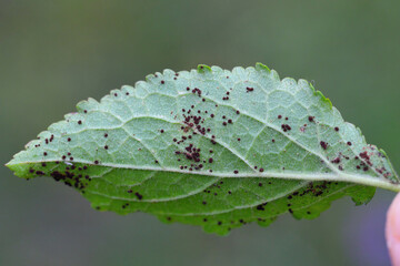 Red rust of stone fruit, rust stone fruit or plum rust. A fungal disease of plum caused by Tranzschelia pruni-spinosae or T. discolor.
