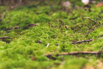 Green moss on the ground of a rainforest