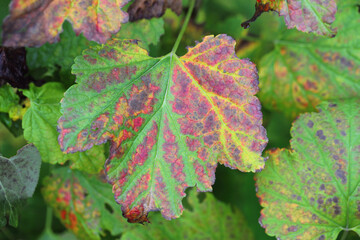Black currant leaves in the garden discolored in different colors, red, yellow in autumn.