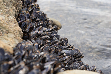 Ocean shells growing on the rock