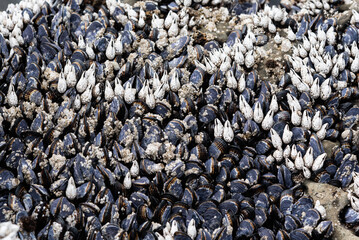 Black mussles on the rocks in Pacific Ocean