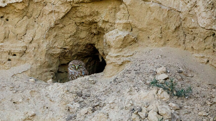A Little Owl in a cave