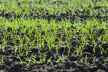 Agriculture, cereal farming, wheat and barley production: a field with young green winter wheat, barley shoots, sprouts early spring. Dewdrops and spider web thread in the sun.