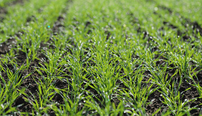 Agriculture, cereal farming, wheat and barley production: a field with young green winter wheat, barley shoots, sprouts early spring. Dewdrops and spider web thread in the sun.