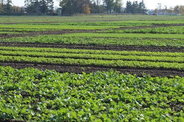 Autumn, spring, crop field, sprouting winter crops, mustard, rapeseed, cereals.
