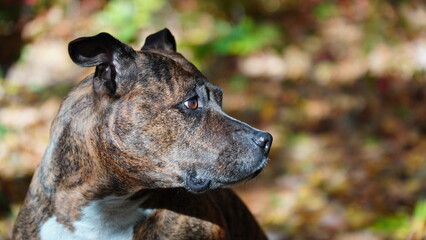 portrait of a dog, American Staffordshire Terrier, side face, blurred backround,