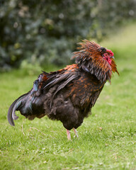 Red rooster shakes its feathers free range in garden
