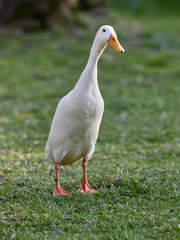 White Indian runner duck in garden