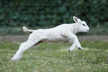 Obraz premium Young white lamb runs in the meadow