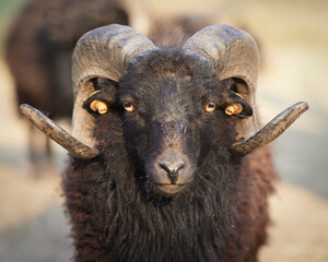 Front view portrait of male brown ouessant sheep