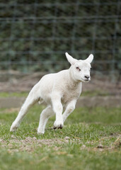 White lamb running in meadow full of joy during Springtime