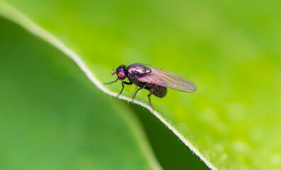 The Lucilia fly is a genus of blow flies, in the family Calliphoridae.
