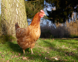 Red brown Sussex chicken next to tree in garden