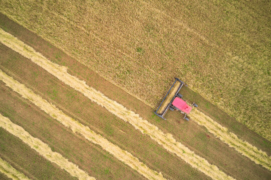 Aerial view of a wheat field and a lone windrower mowing an ear. Shot from a drone.
