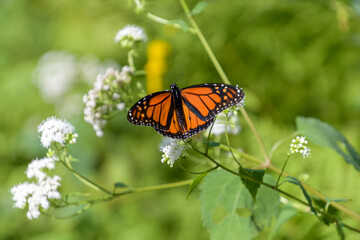 Fototapeta na wymiar Male monarch butterfly, Danaus plexippus, showing black spots on wings perched on white wildflowers