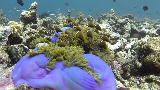 Clownfish fishes swimming near purple sea anemone on bleached coral reef. Maldives