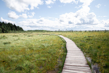 Ecological path through the swamps