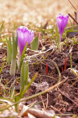 Spring meadow first blooming mountain purple crocuses green blades of grass Lawn of saffron closeup. Opened petals purple flowers with yellow stamens on sunny day.