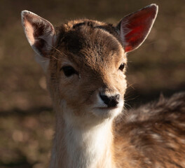 a young deer in the deer park