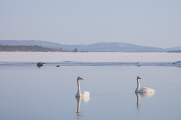 swans on the lake