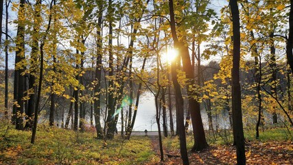 Autumn in the park. Sunny evening in the autumn forest