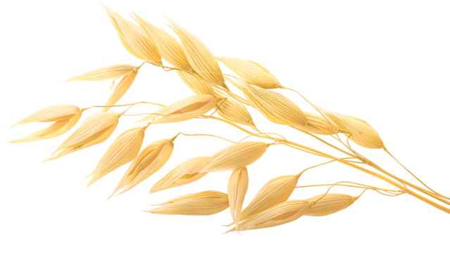 Oat ears (Avena sativa seeds), isolated png