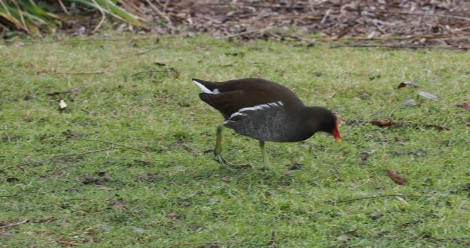Gallinula chloropus - Common moorhens or swamp chickens pecking in a vegetated marsh environment 