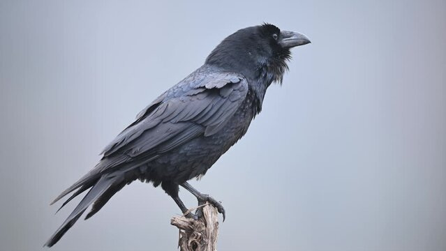 Raven bird close up ( Corvus corax )