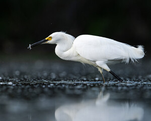 Adult Snowy egret (egretta thula) feeding on small fish Colorado, USA