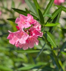 Pink flowers oleander tropical plant.