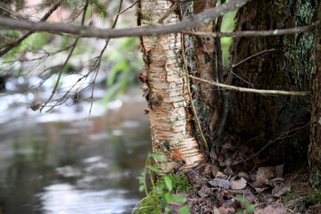 Old forest in winter with no snow in Finland in January 