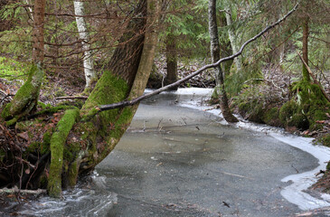 Old forest in winter with no snow in Finland in January 