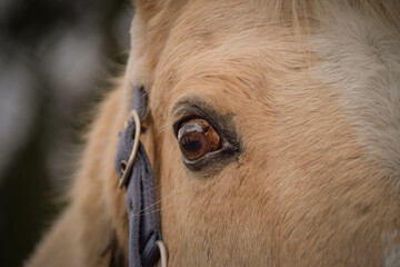 Horse is preparing for riding. He is waiting for his rider.