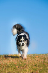 Border collie is running in the grass. He is so crazy dog on trip.