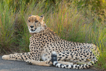 Cheetah - Acinonyx jubatus, lyin on road with grass in background. Photo from Kruger National Park in South Africa. Cheetah is the fastest land animal in the world.