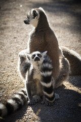 Fototapeta premium Lemur Kata is eating some grass whitch he found on the floor.