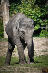 Fototapeta na wymiar Portrait of boy indian elephant in zoo. He is so big, he is walking in his habitat.