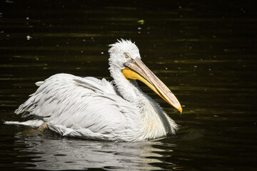 Fototapeta na wymiar Zoos portrait of pelican who is on water. They are amazing animal. And they are looking so good.