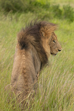 Portrait of lion - Panthera leo, male with green vegetation in background. Photo from Kruger National Park in South Africa.