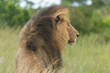 Portrait of lion - Panthera leo, male with green vegetation in background. Photo from Kruger National Park in South Africa.