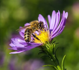 bee honeybee Apis Mellifera honey insect flower