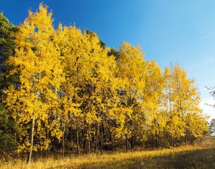 Fototapeta premium Populus tremula common aspen eurasian aspen European