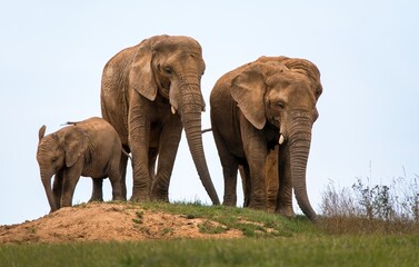 Elephants herd, elephant family, two female and baby