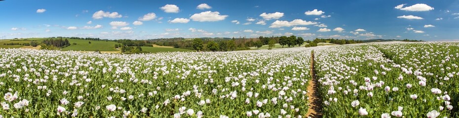 flowering opium poppy field in Latin papaver somniferum