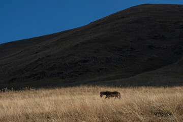 horses in the mountains