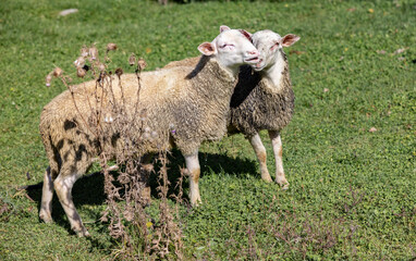 Moutons amoureux