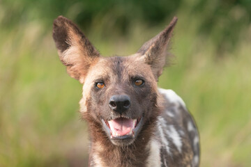 Portrait of african wild dog - Lycaon pictus - with green vegetation in background. Photo Kruger National Park in South Africa.